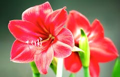 Two warm, deep pink amaryllis blossoms