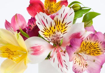 A multicolored bouquet of different lilies