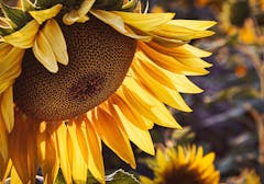 A mature sunflower begins leaning toward the soil