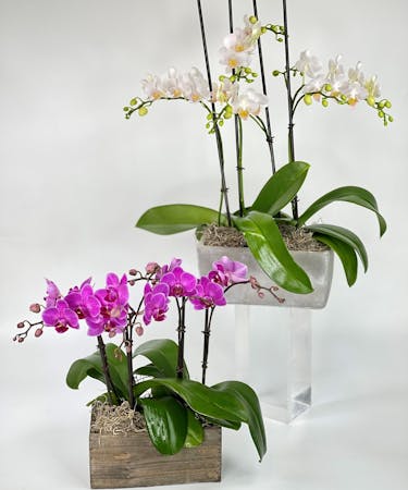 Double Mini Phalaenopsis Orchid Plant