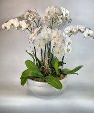 4 Phalaenopsis Orchid Planter