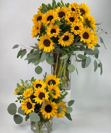 Spectacular Sunflowers