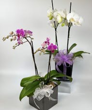 Mini Phalaenopsis Orchid Plant