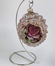 Succulent in Hanging Ornament