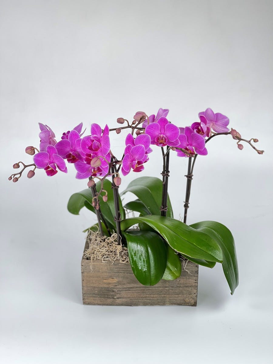 Mini Phalaenopsis Orchid Plant | Salinas (CA) Plant Delivery | Swenson ...