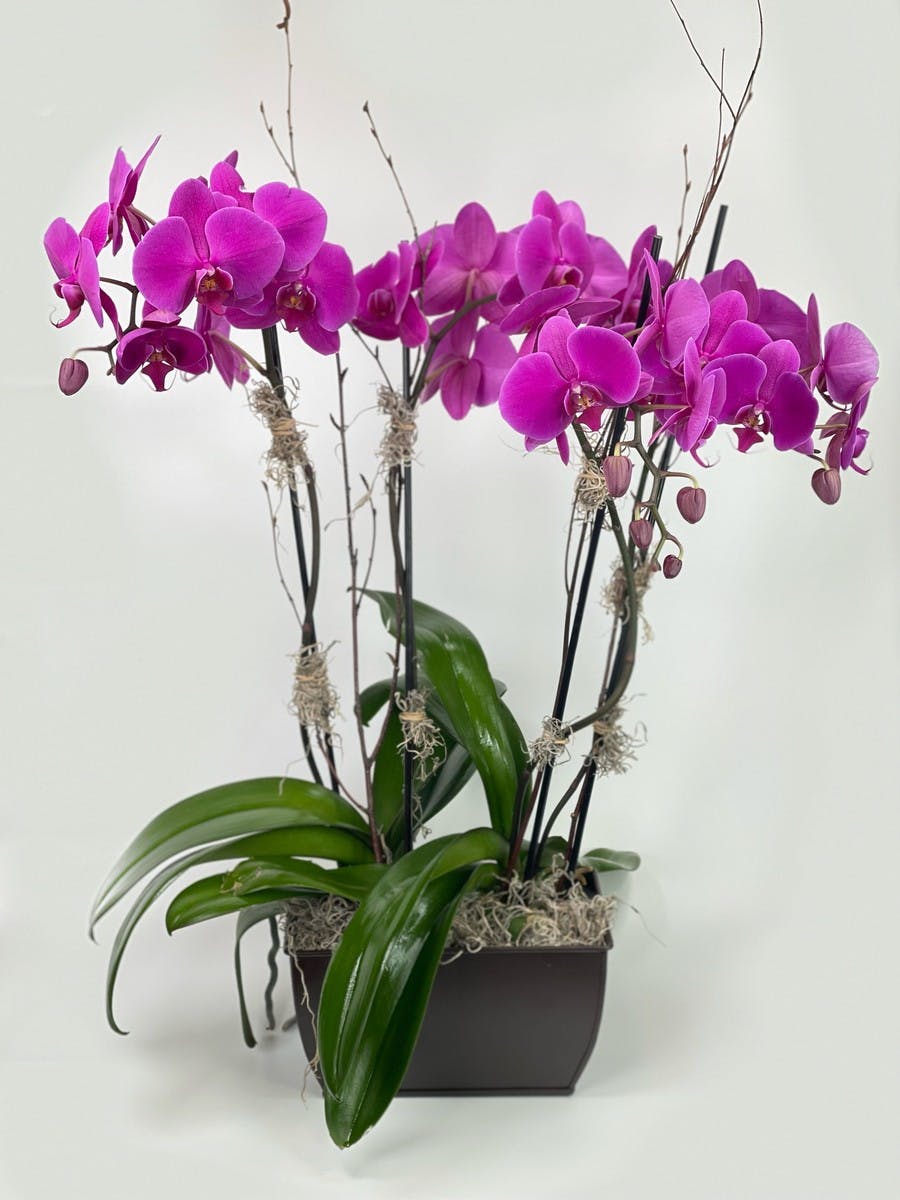 Double Phalaenopsis Orchid Plant | Salinas (CA) Plant Delivery ...