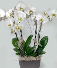 Double Phalaenopsis Orchid Plant