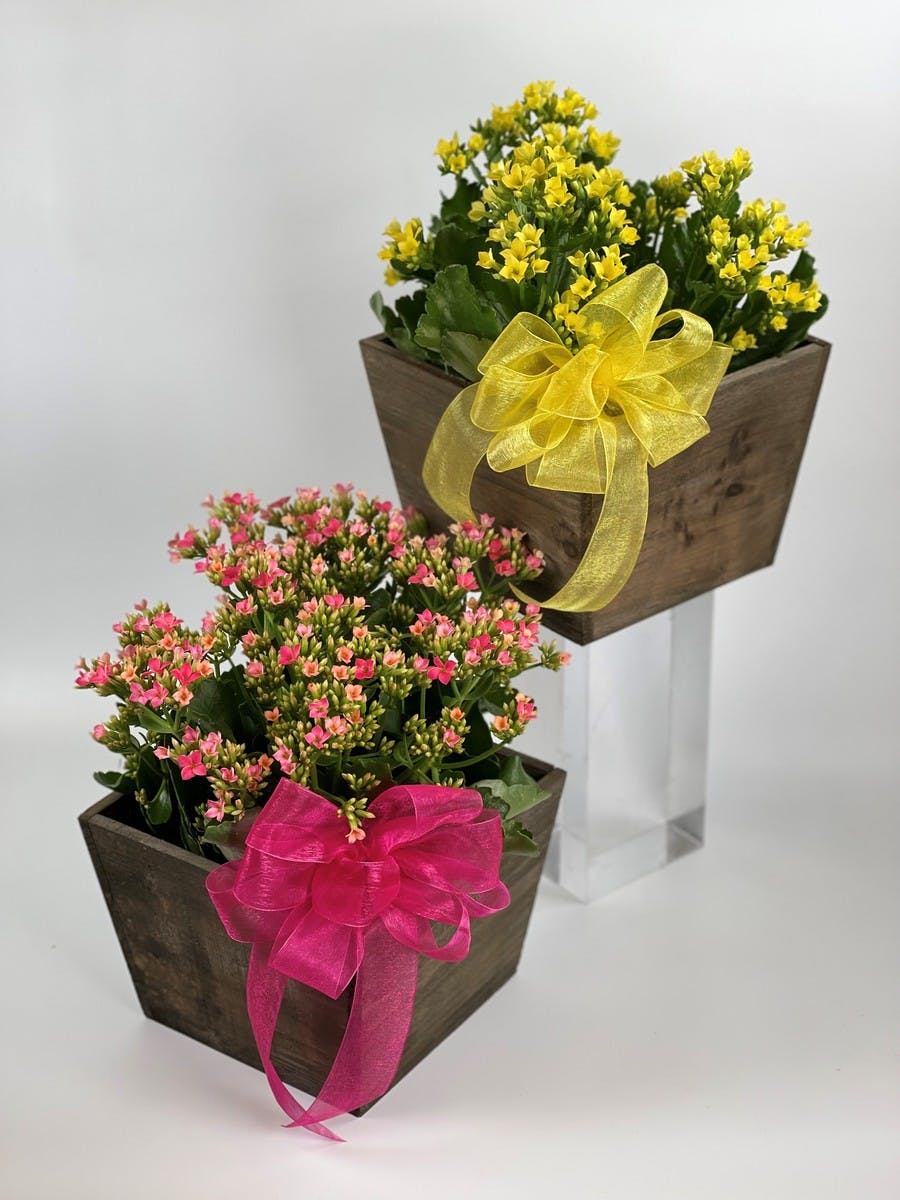 Kalanchoe Plant Salinas (CA) SameDay Plant Delivery Swenson