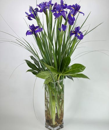 Beautiful Iris