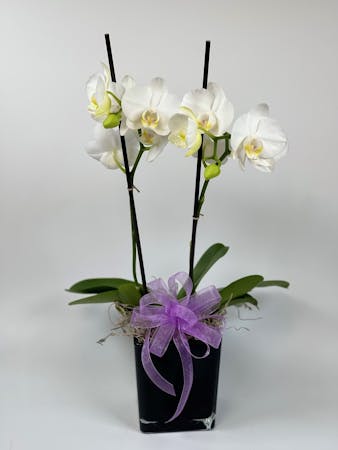 Mini Phalaenopsis Orchid Plant | Salinas (CA) Plant Delivery | Swenson ...