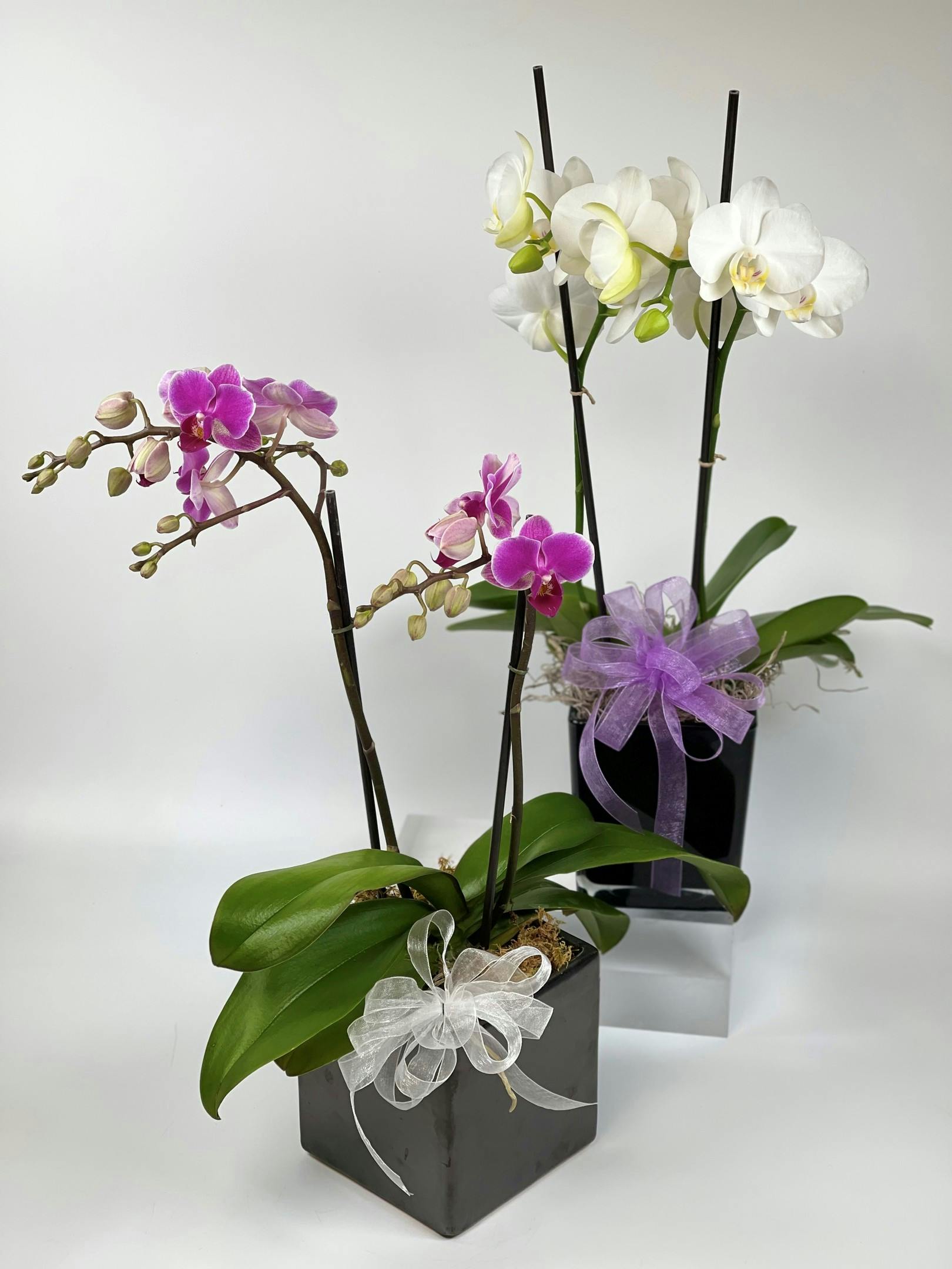 Mini Phalaenopsis Orchid Plant | Salinas (CA) Plant Delivery | Swenson ...