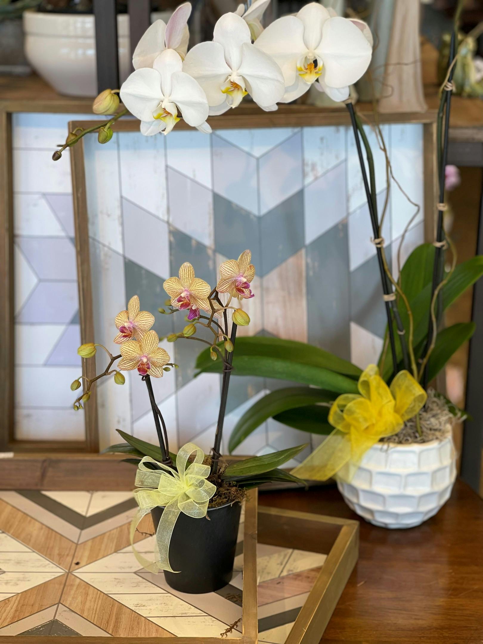 Mini Phalaenopsis Orchid Plant | Salinas (CA) Plant Delivery | Swenson ...